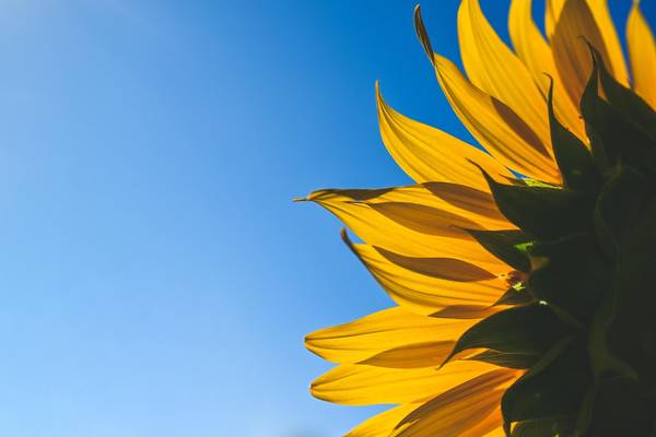 Bild einer Sonnenblume