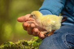 Quelle: salofoto/pixabay, chick-6652163_1280 Küken in einer Hand