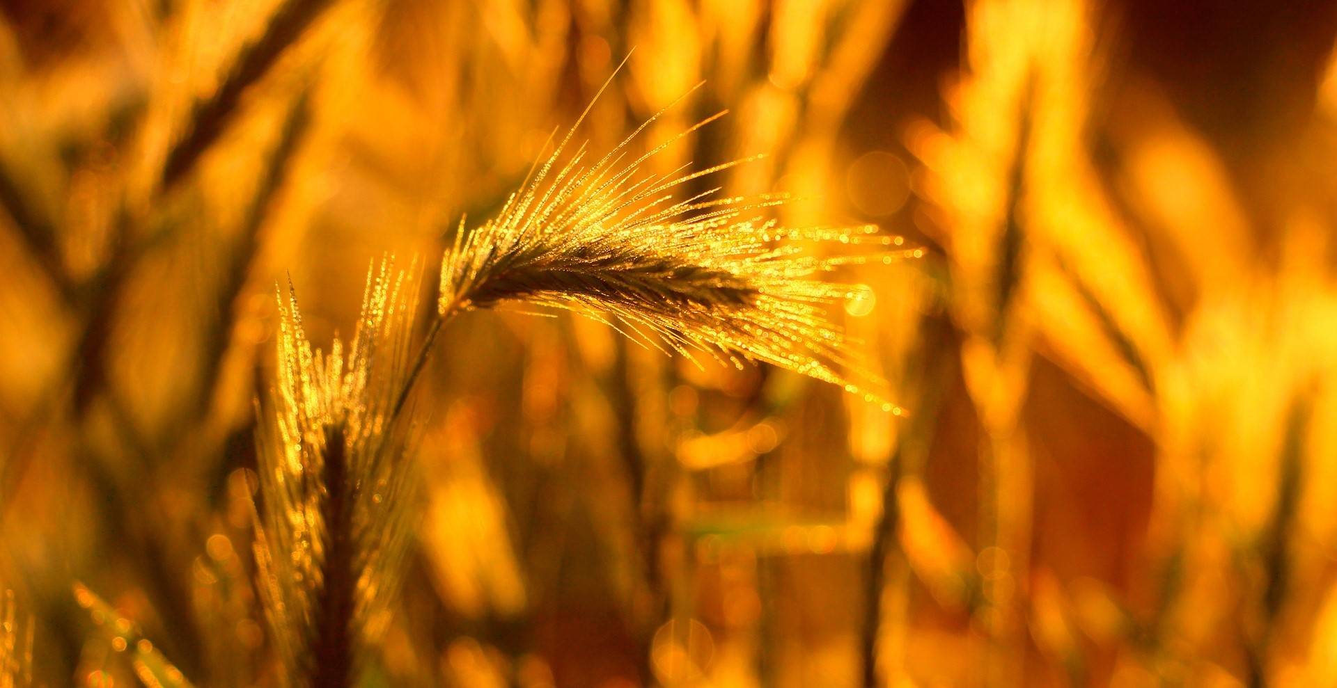 Quelle: pixabay, wheat-ears-7285264 Bild von eine Weizenfeld